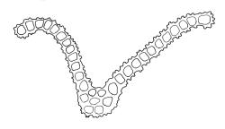Leratia obtusifolia, cross-section of laminal cells including costa.
 Image: R.C. Wagstaff © All rights reserved. Redrawn with permission from Lewinsky (1990). 